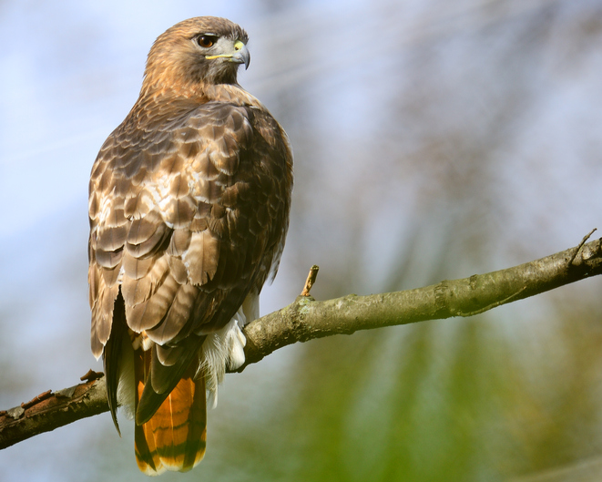 Red-Tailed  Hawk